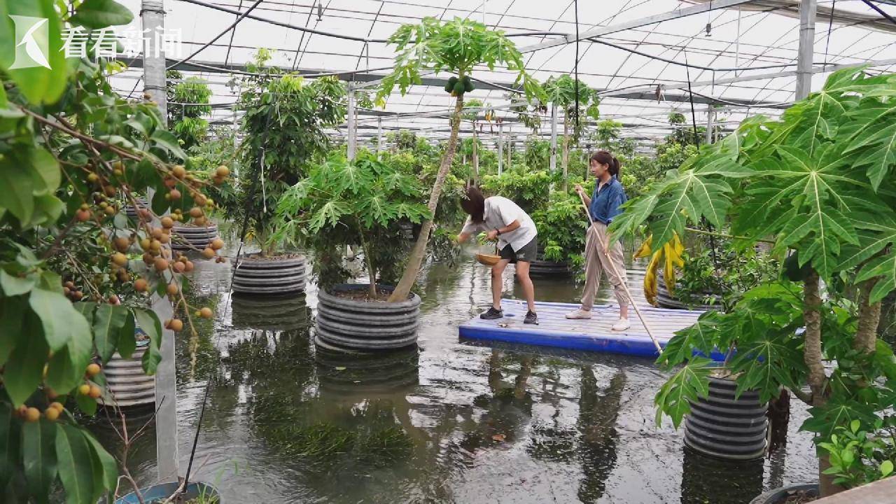 新手种大棚适合种什么水果植物(新手种大棚适合种什么水果植物呢)
