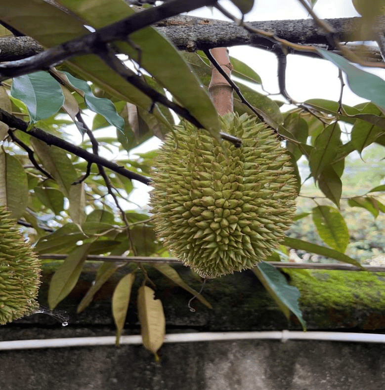 湖南种植榴莲成功图片