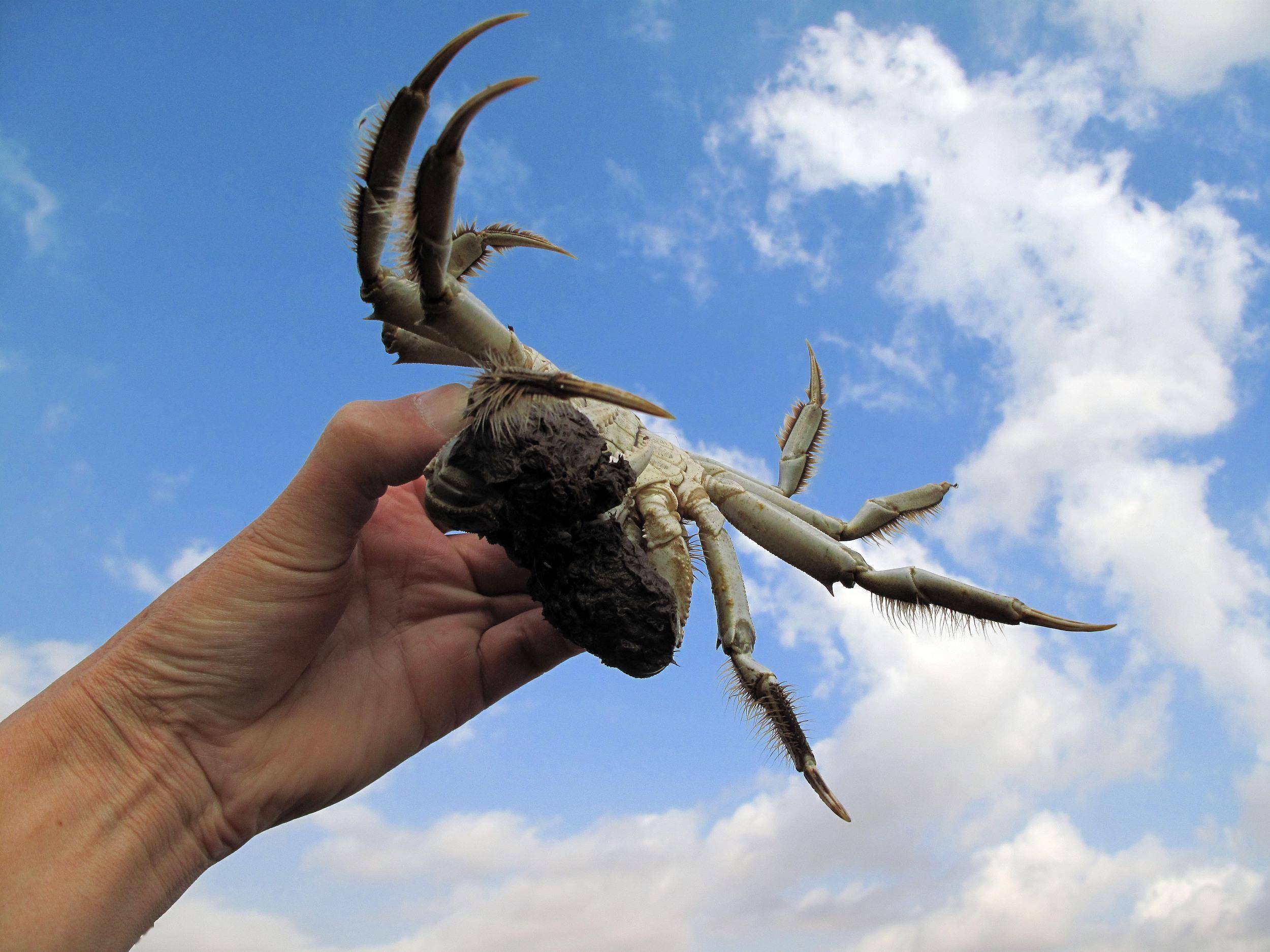 阳澄湖大闸蟹也有"平替"?盘锦河蟹靠直播异军突起