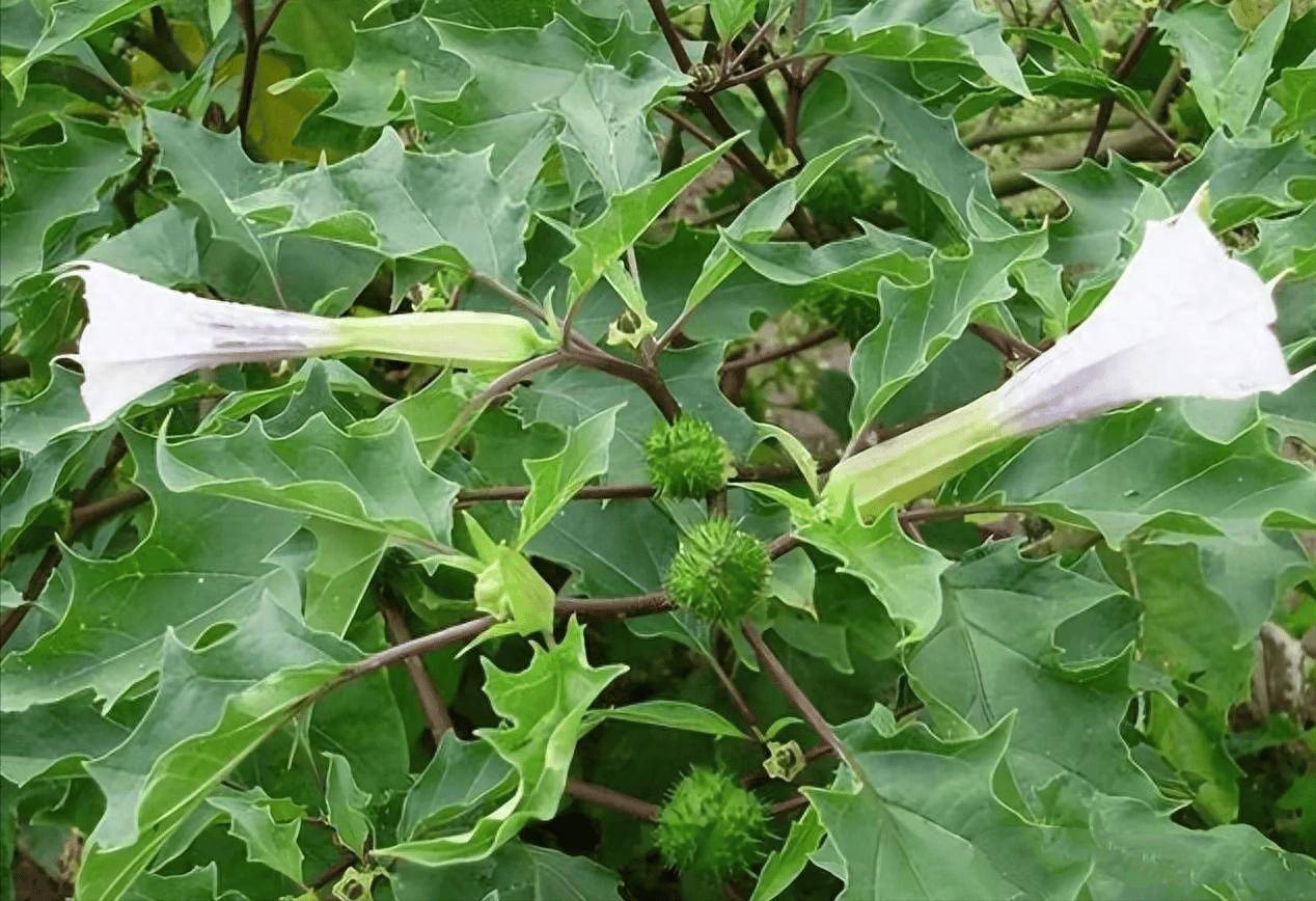 夺命玻璃花图片