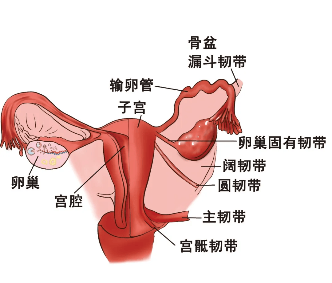 子宫韧带位置示意图图片