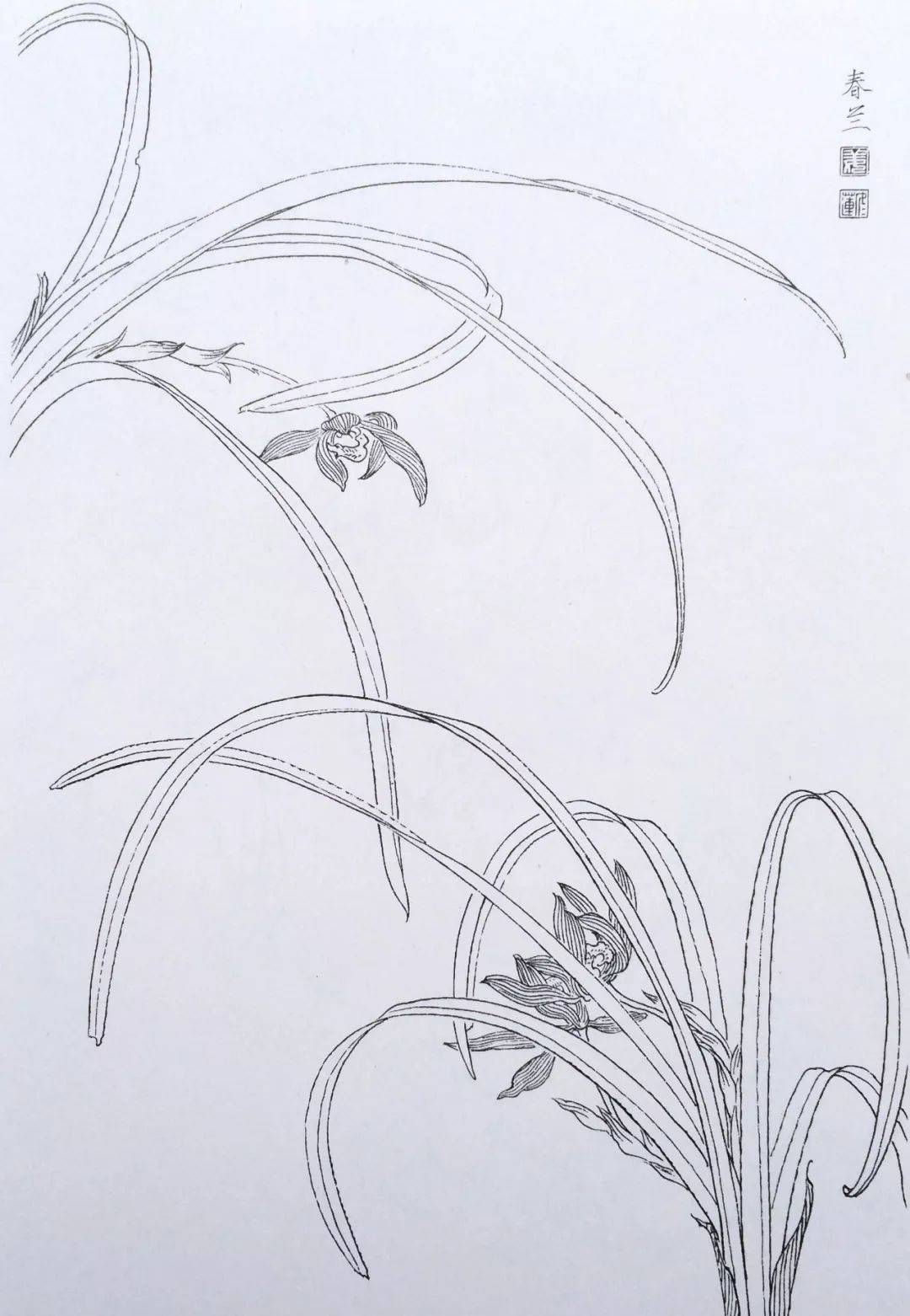 一组花鸟白描线稿