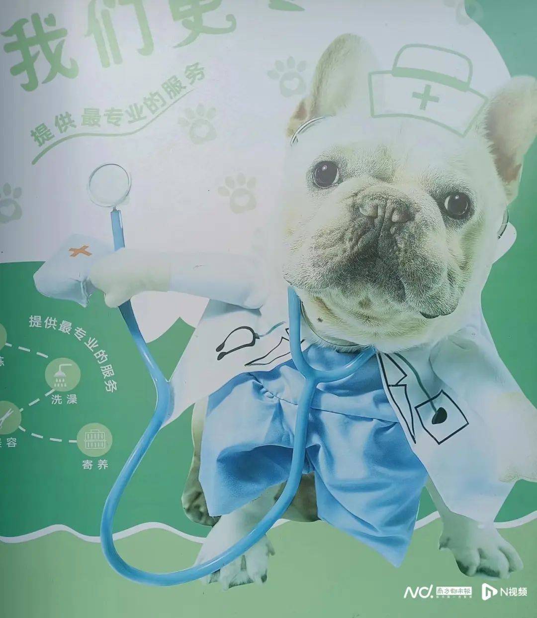 農委會有動作了即將禁止飼養及進口六種具攻擊性的寵物犬(一)比特犬（Pit Bull Terrier）：美國比特鬥牛犬（American Pit  Bull Terrier or American Pit Bull）、史大佛夏牛頭犬（Staffordshire Bull  Terrier）、美國史大佛夏牛頭犬（American Staffordshire Terrier）。 (, image size:1080x1242
