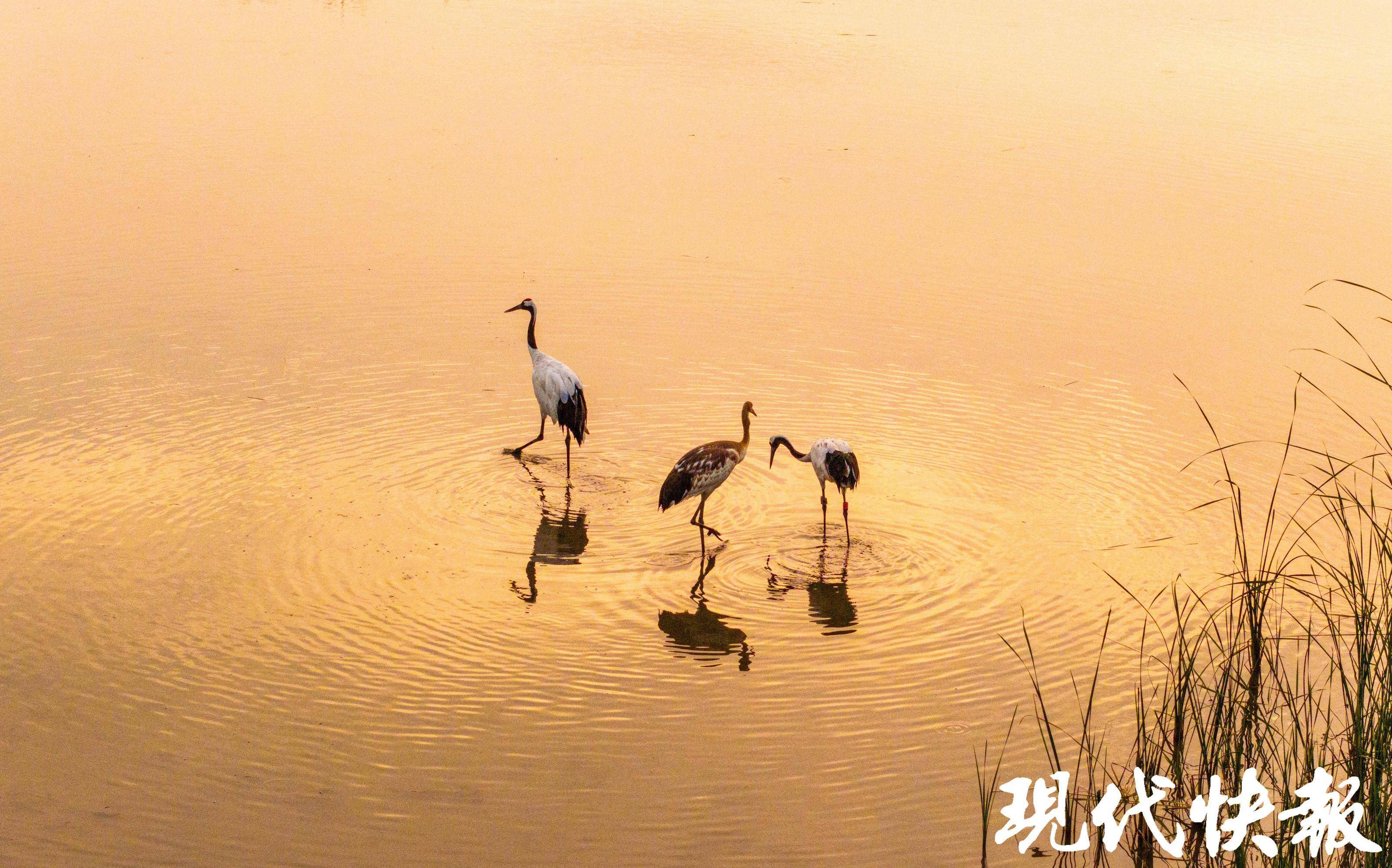 盐城湿地文化图片