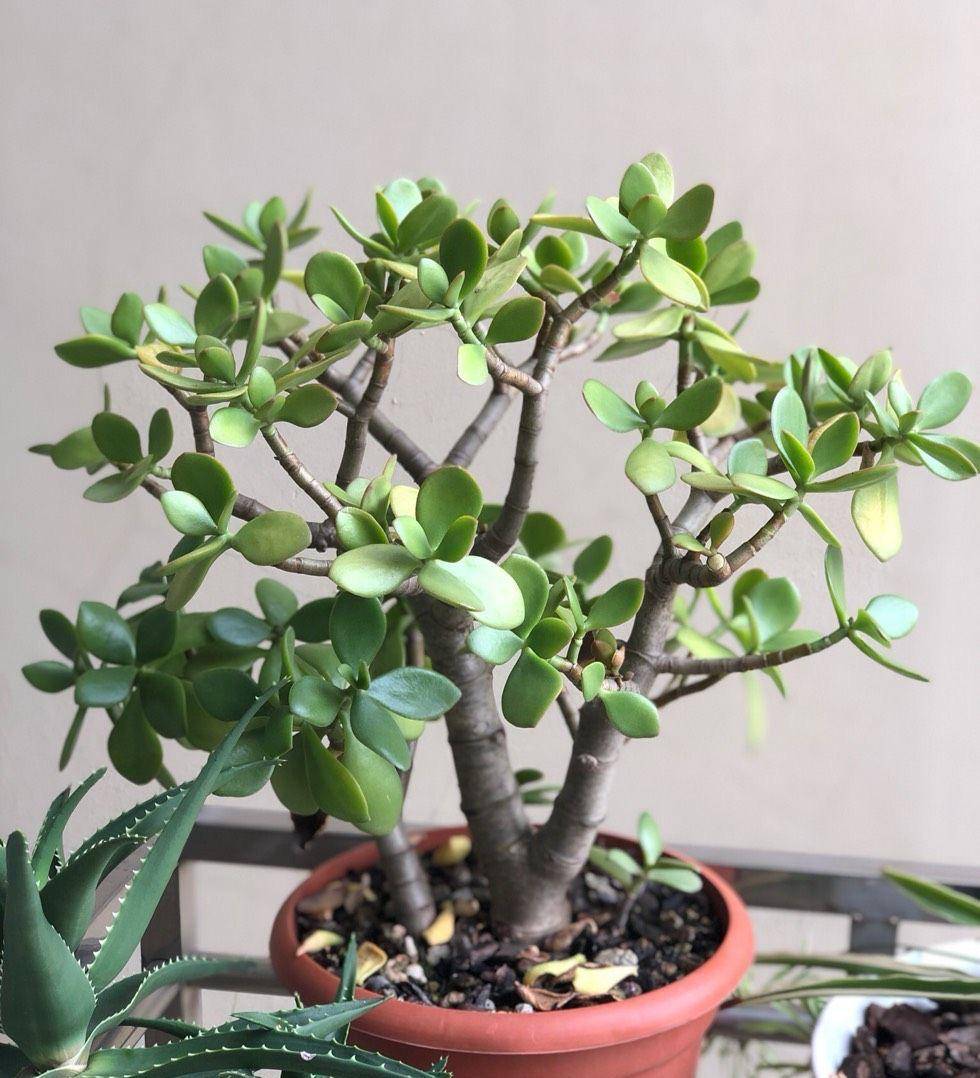 三,秋天要换盆要让玉树长势更快,如果植株长大了,花盆比较小了,那就最