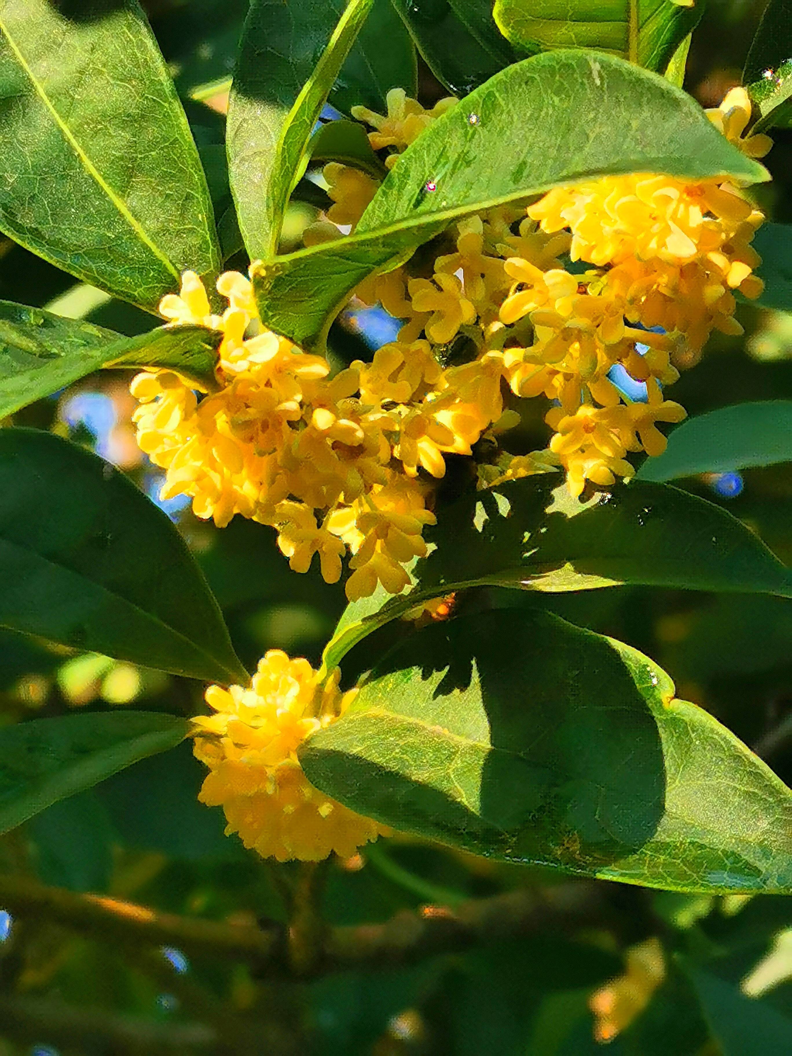 桂花飘香秋意浓