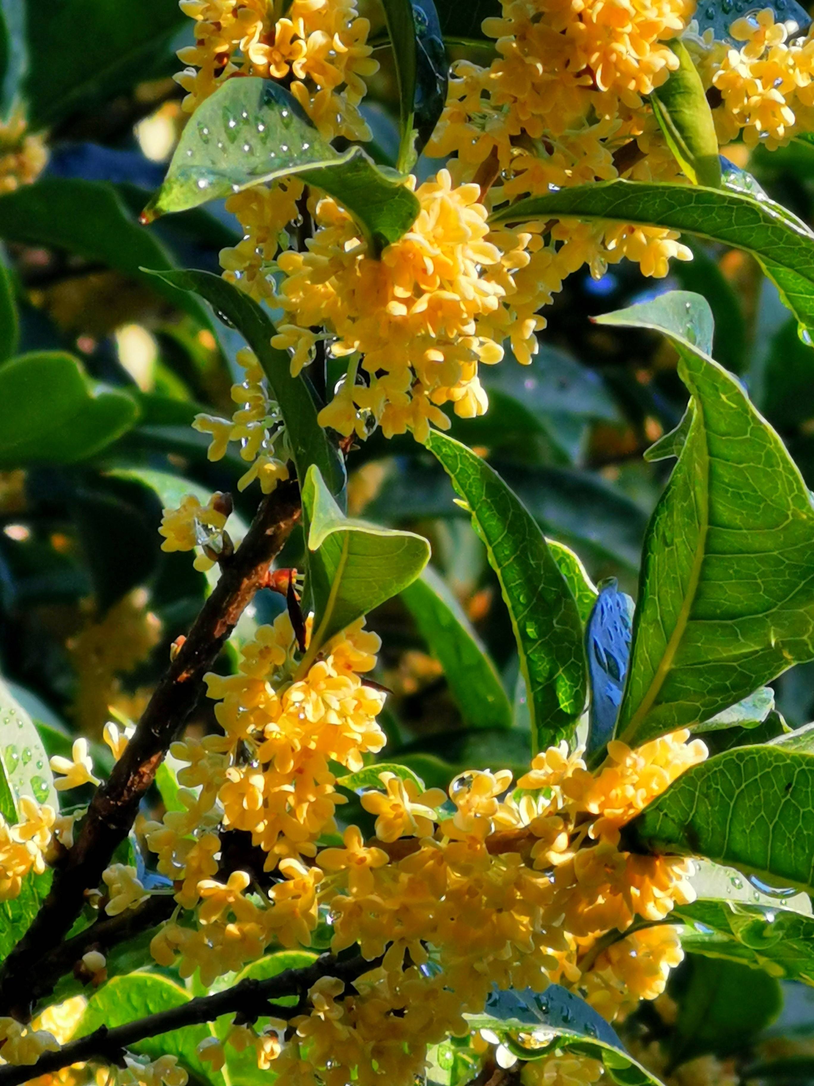 桂花飘香秋意浓