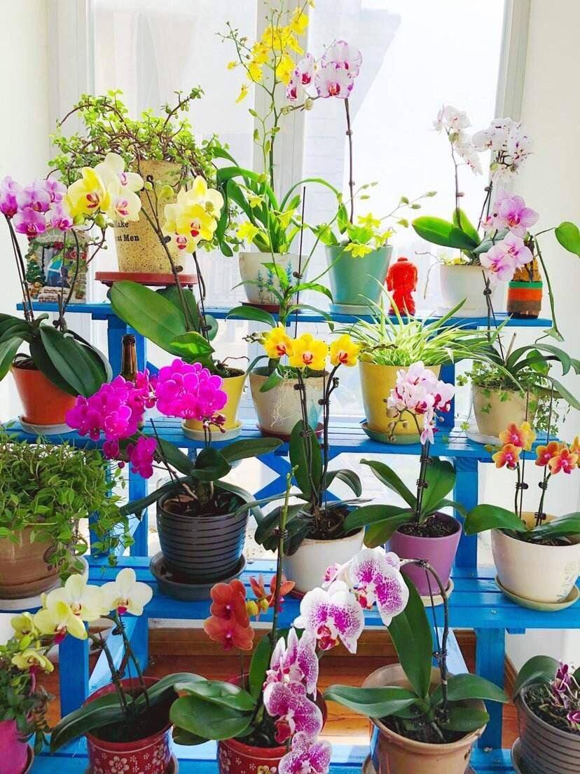 养蝴蝶兰,记住"3点",才能根系壮,花朵大,茎直立,花满枝