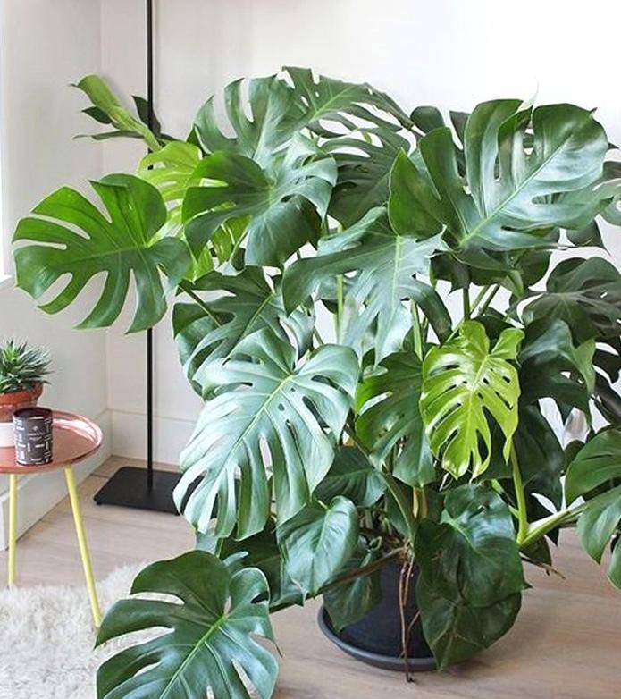 3种耐阴植物,养在室内很好,叶色碧绿有光泽,大气又好养