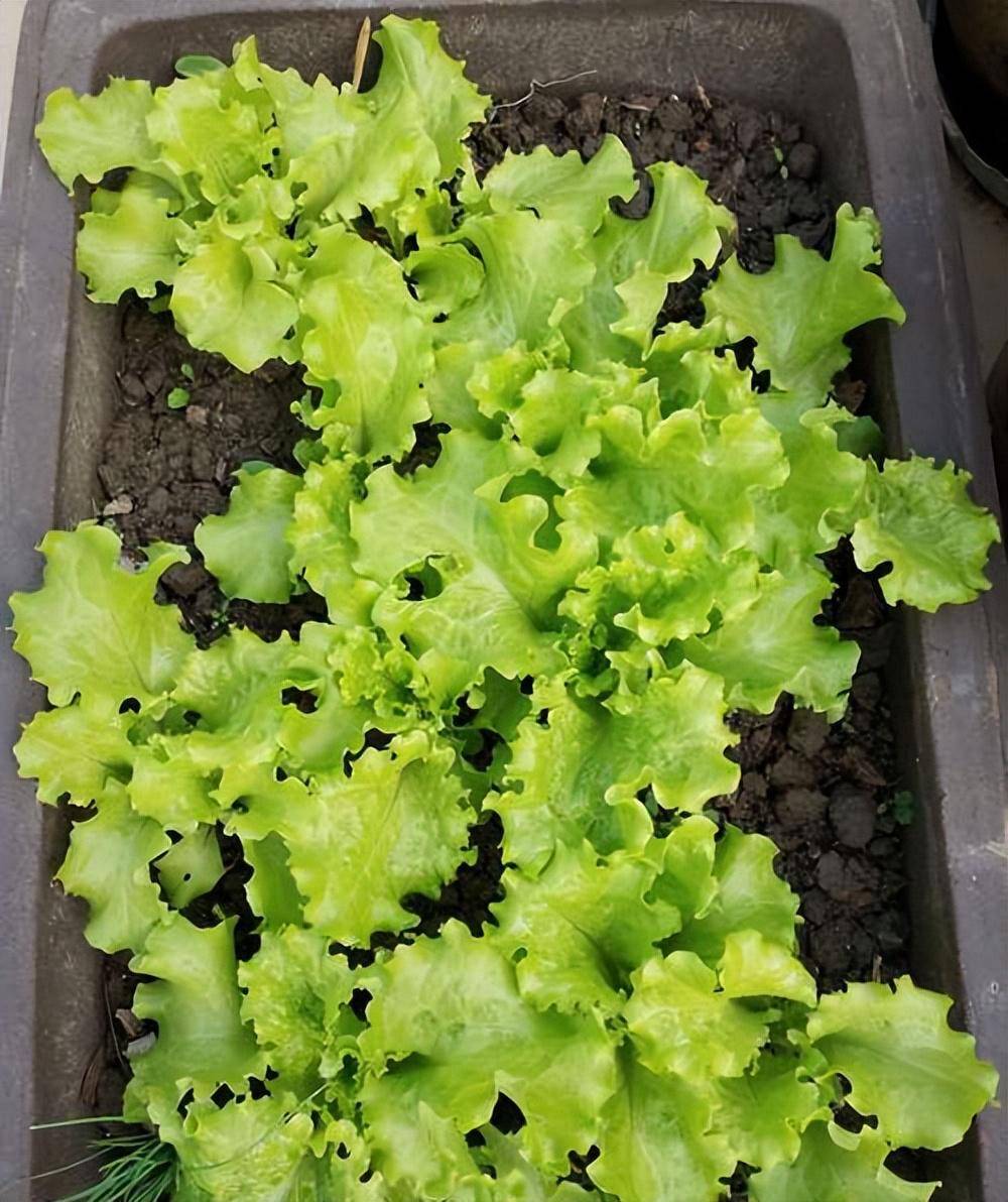 家庭种生菜,简单3步,长得茂盛壮实好看,叶子大绿油油吃不完