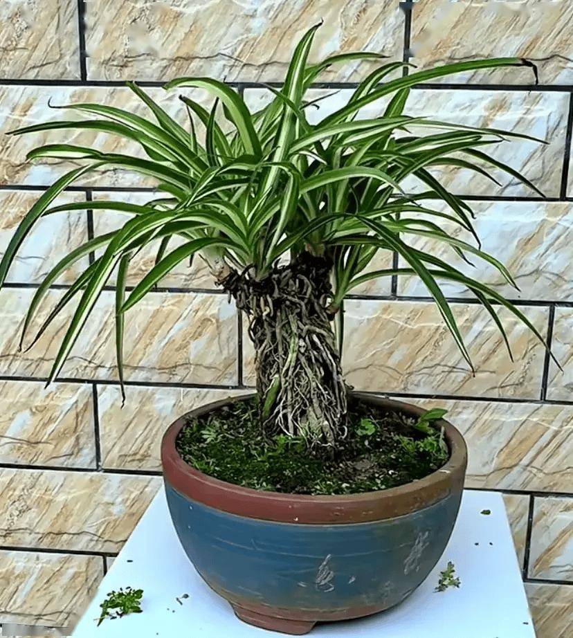 吊兰太普通?不妨这样养:提根,整形,韵味十足的老桩盆景