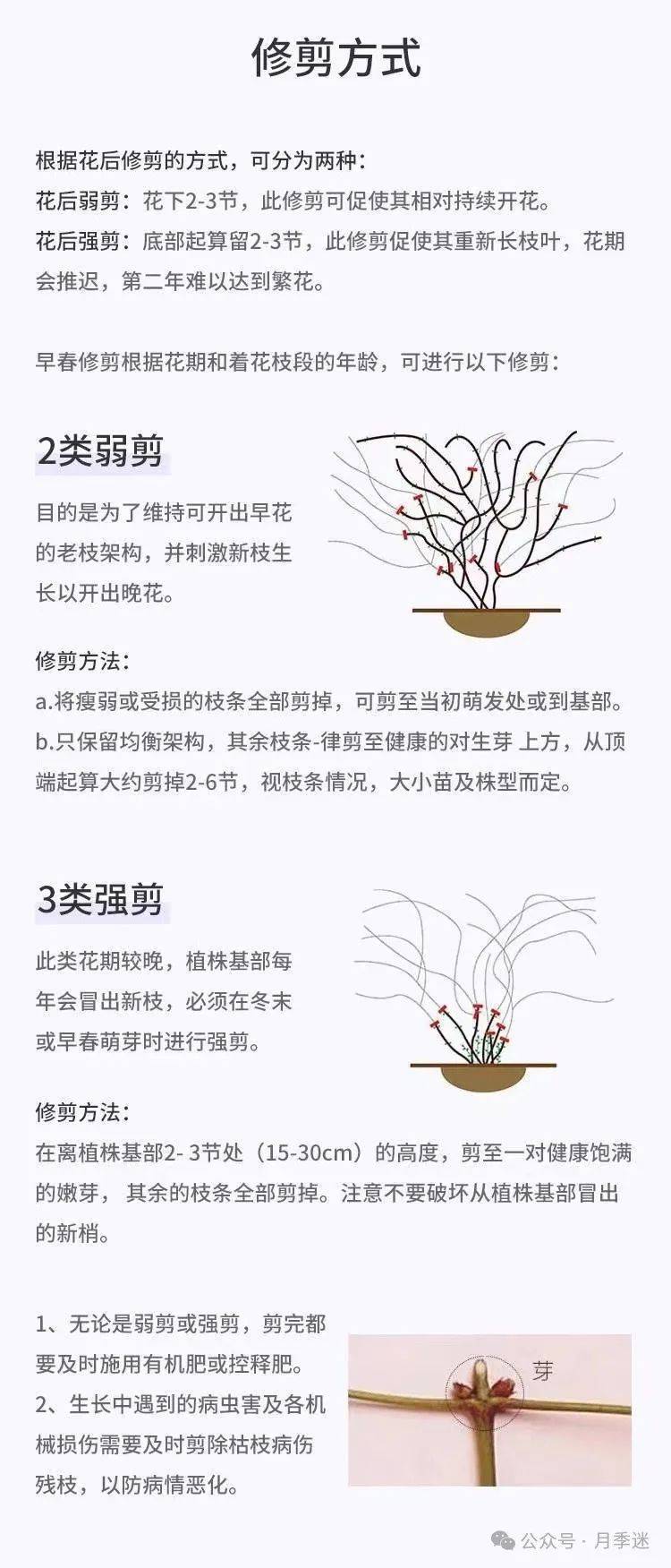 铁线莲分类图片