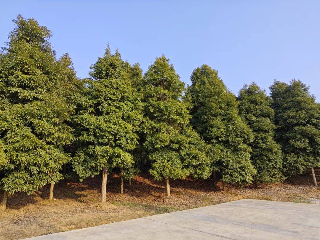 科研快讯丨上饶市林科所在丘陵山地闽楠造林技术领域取得突破_适树_栽培_价值
