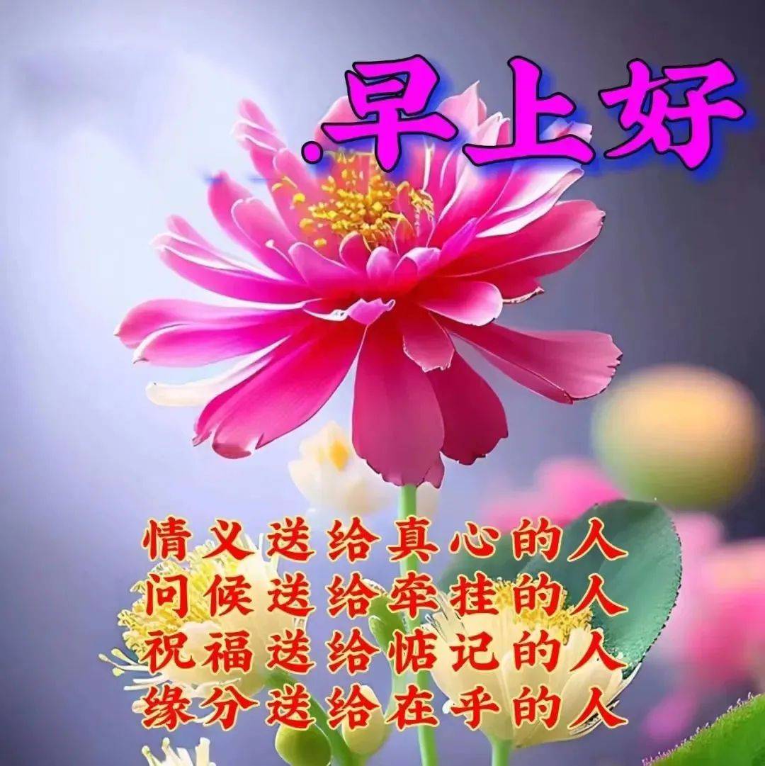 早上好图片表情 鲜花图片