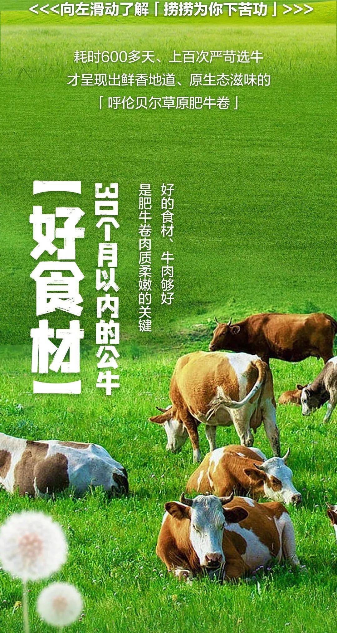 牛肉宣传图片大全集图片