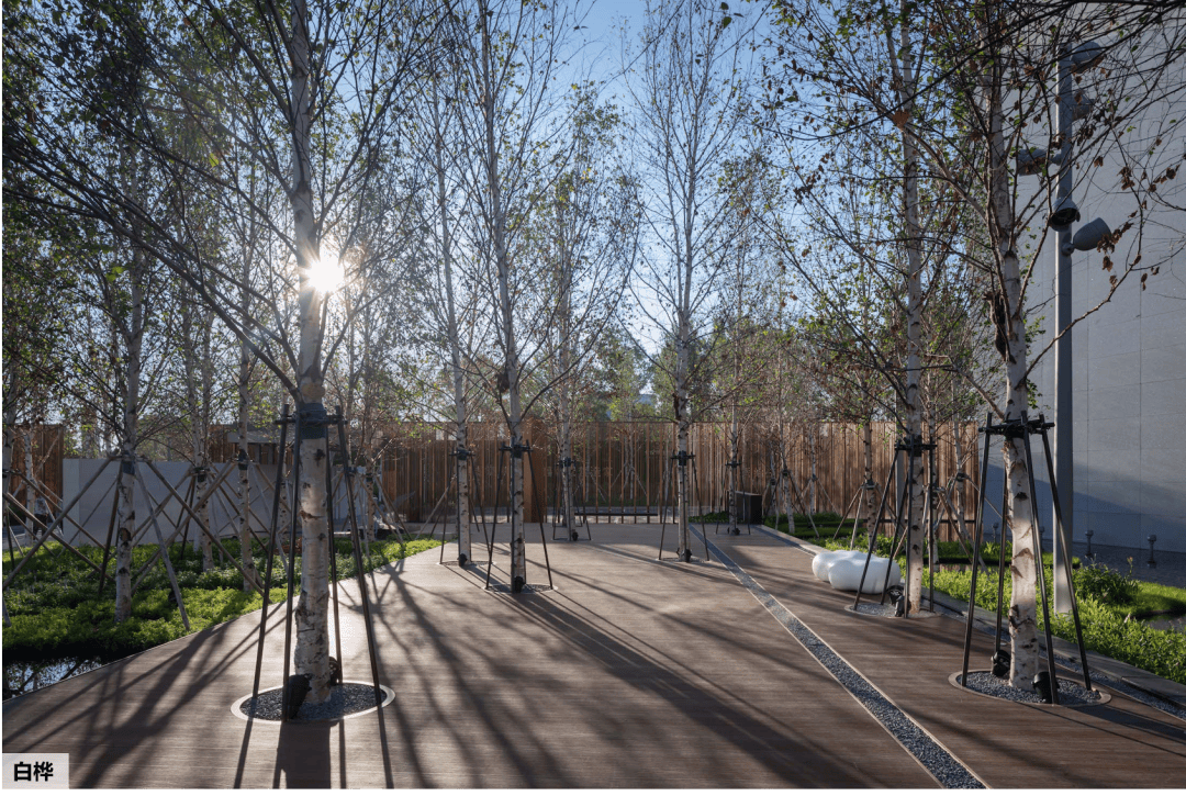 树阵/片植效果的场地设计篇,附品种推荐