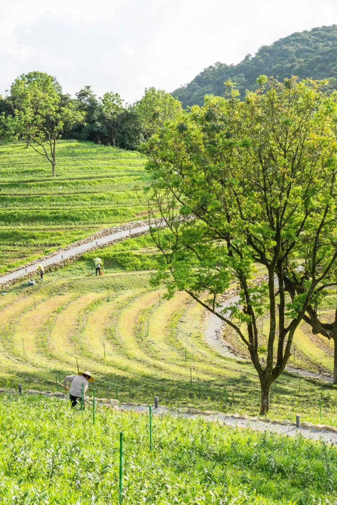 金钟水库新景点图片