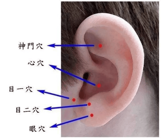 耳朵上的肾的位置图片图片