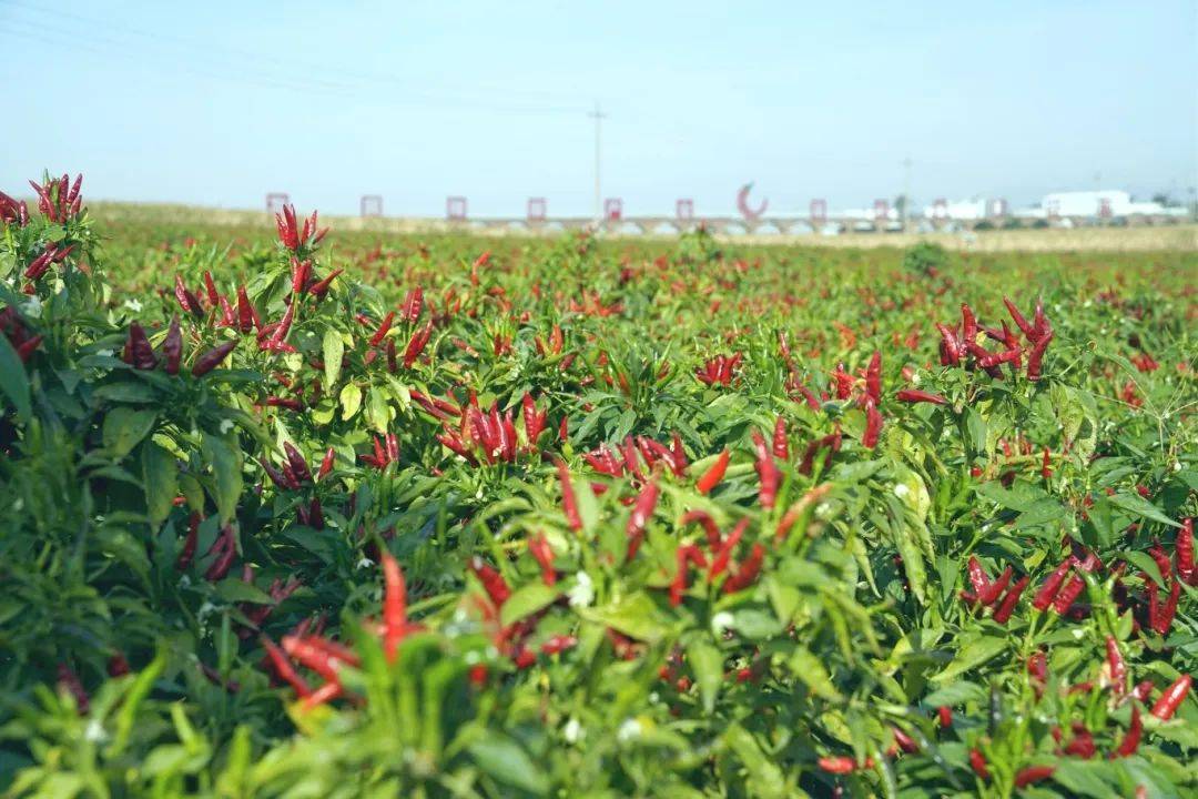 央视频同步报道新安千唐红5g数字辣椒示范基地《中国粮·中国仓》第三
