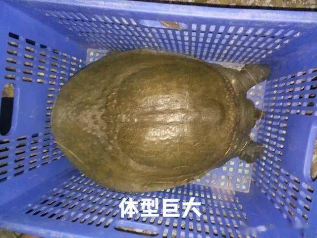 这鳖成精了？广东汕头男子水库钓获巨型河鳖，鳖爪好似成人手掌_珍珠_网友_本土