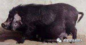 介绍我国猪种主要类型品种,看看有无适合你的猪种