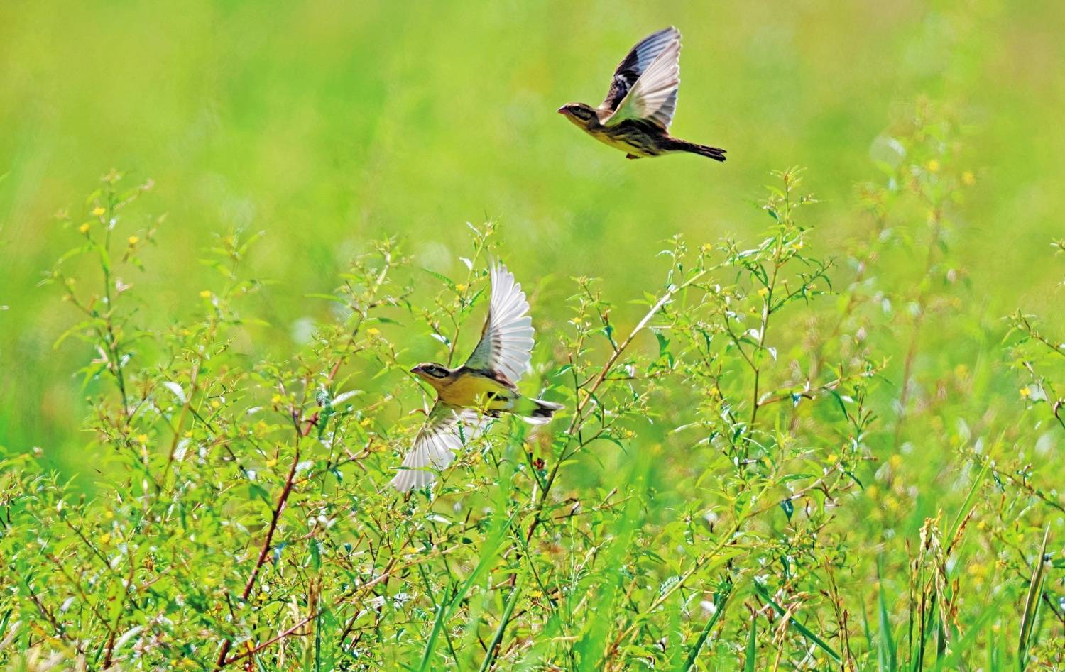 粤看粤美|风景如画 珍稀濒危鸟类现身汕头