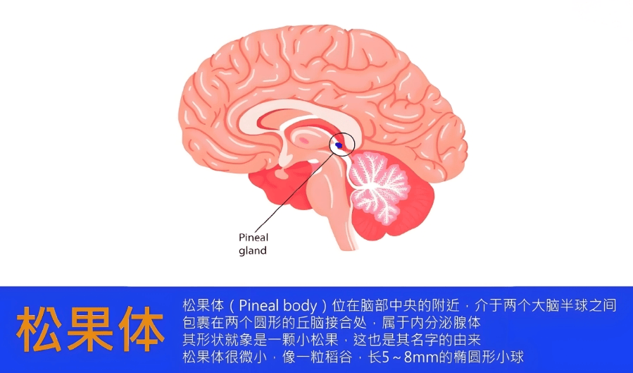 【汤医科普】人体内的“隐秘之眼”_调节_体细胞_松果