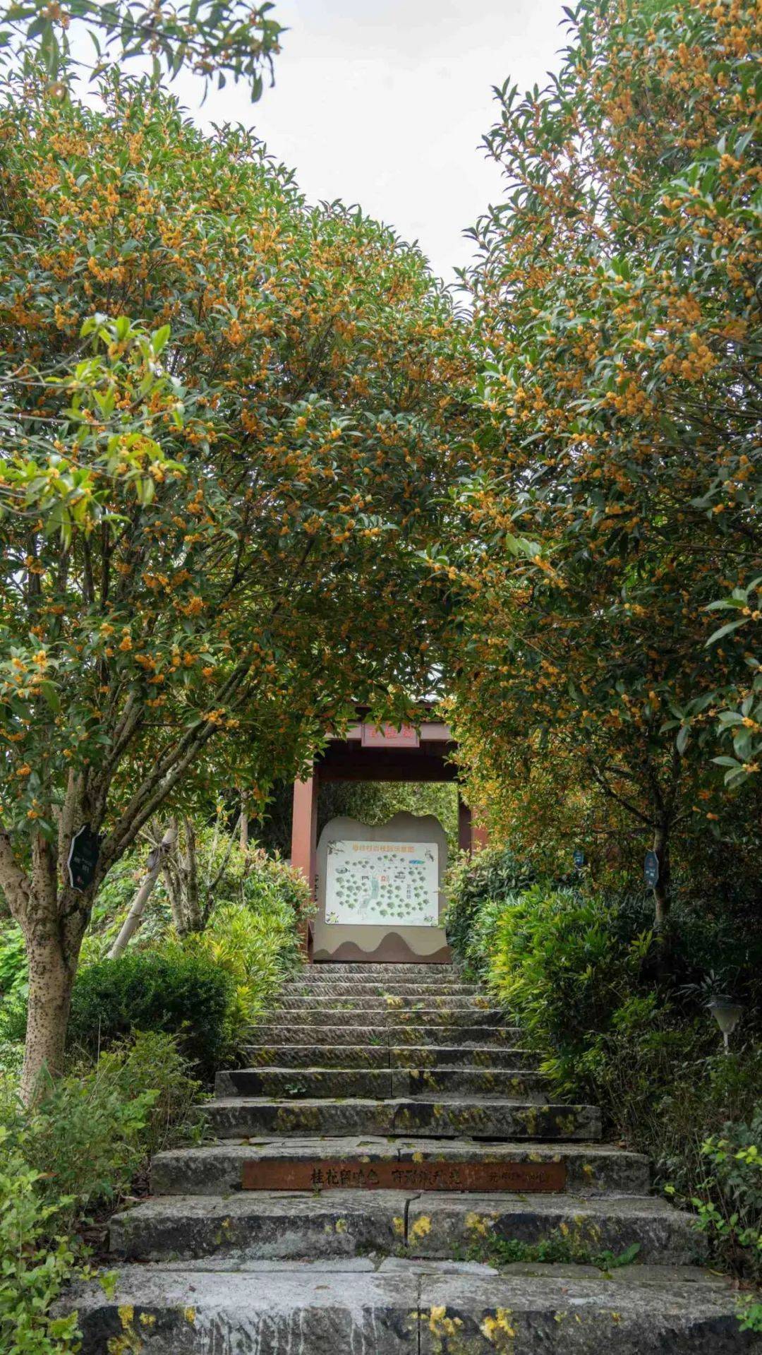 建德桂花村图片