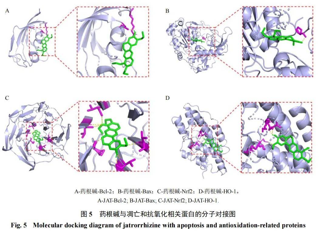 血腥根药图片图片