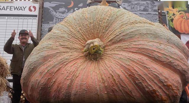 美国一园艺教师种出巨型南瓜 重达1121公斤
