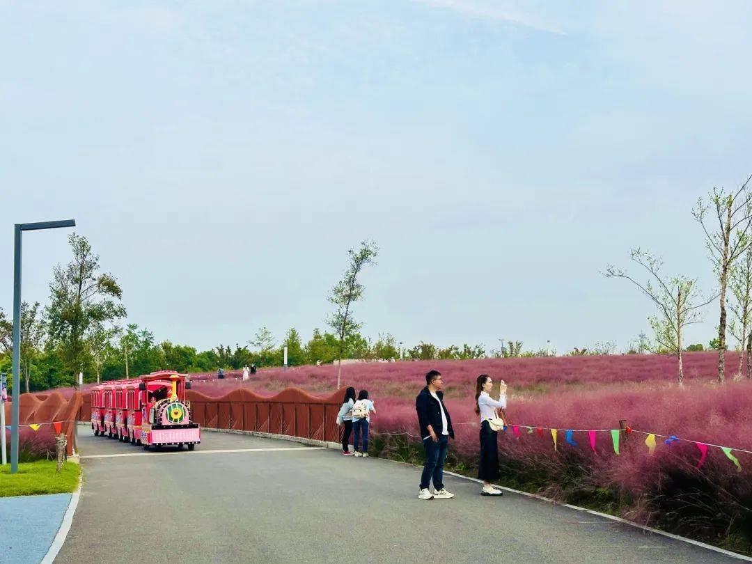 上海秋天爆火的粉色花海！阿勒泰般的美景免费打卡→