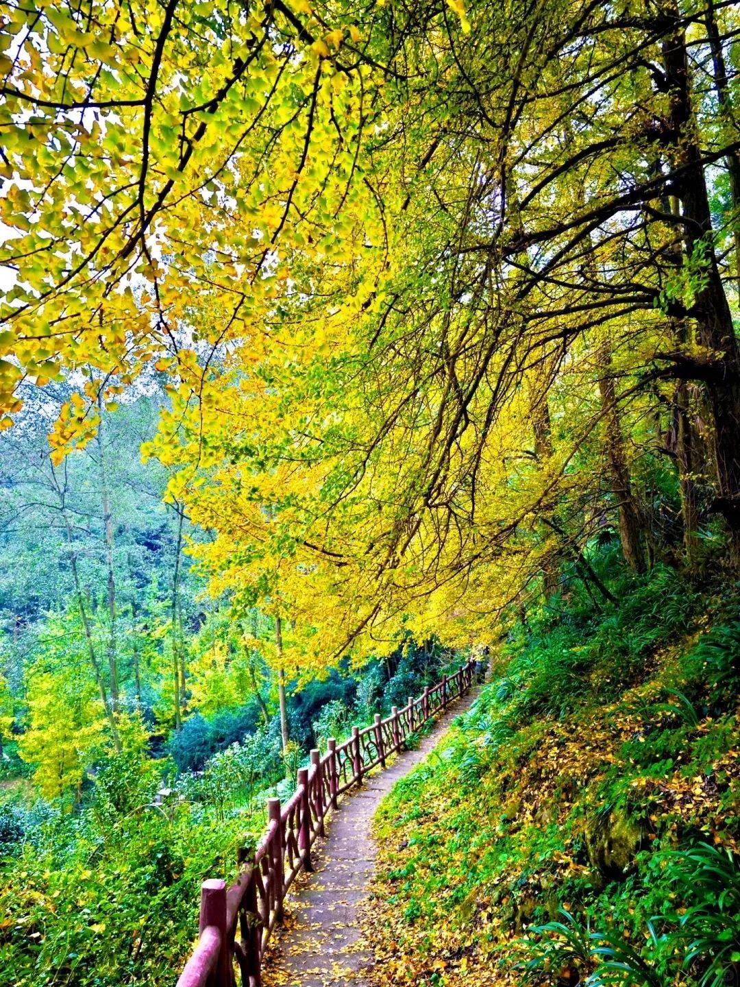 能碰到色彩斑斓的山林,能在暮光森林中见到林中小路,拍下最童话最梦幻