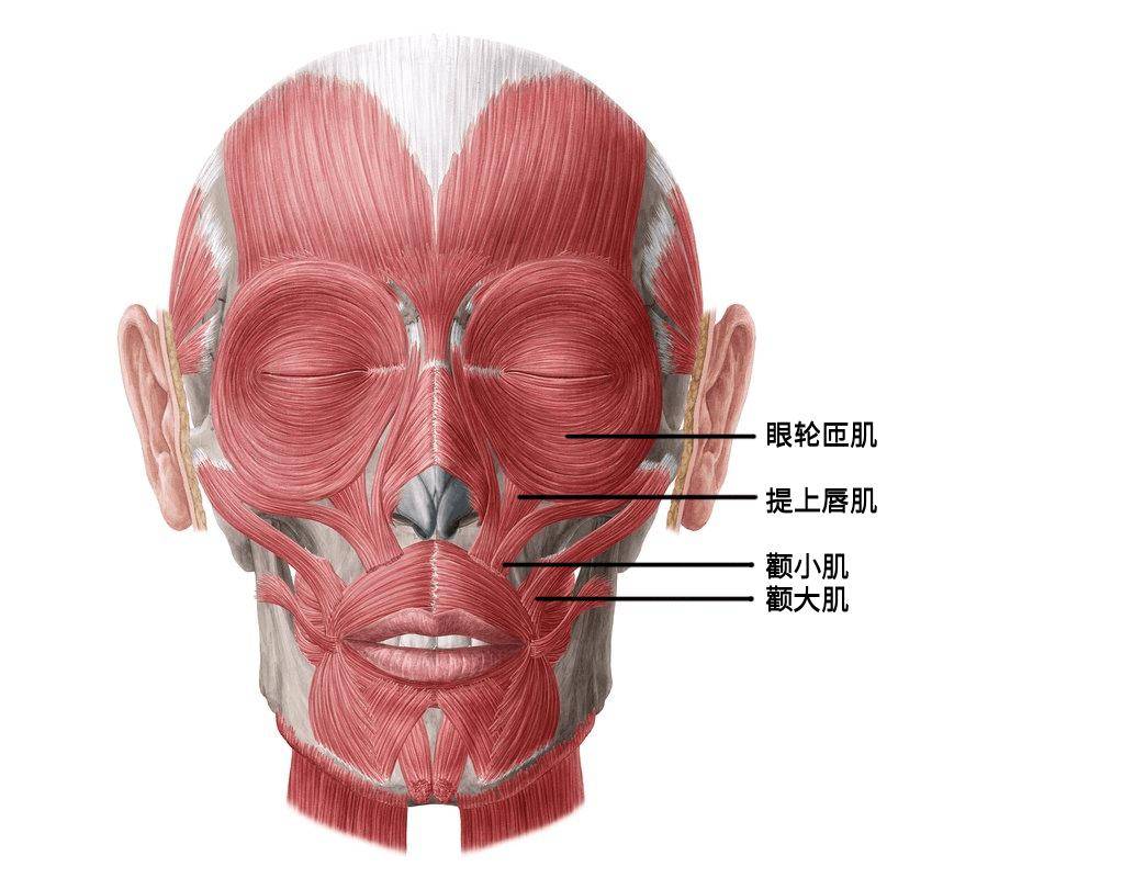 苹果肌位置图片