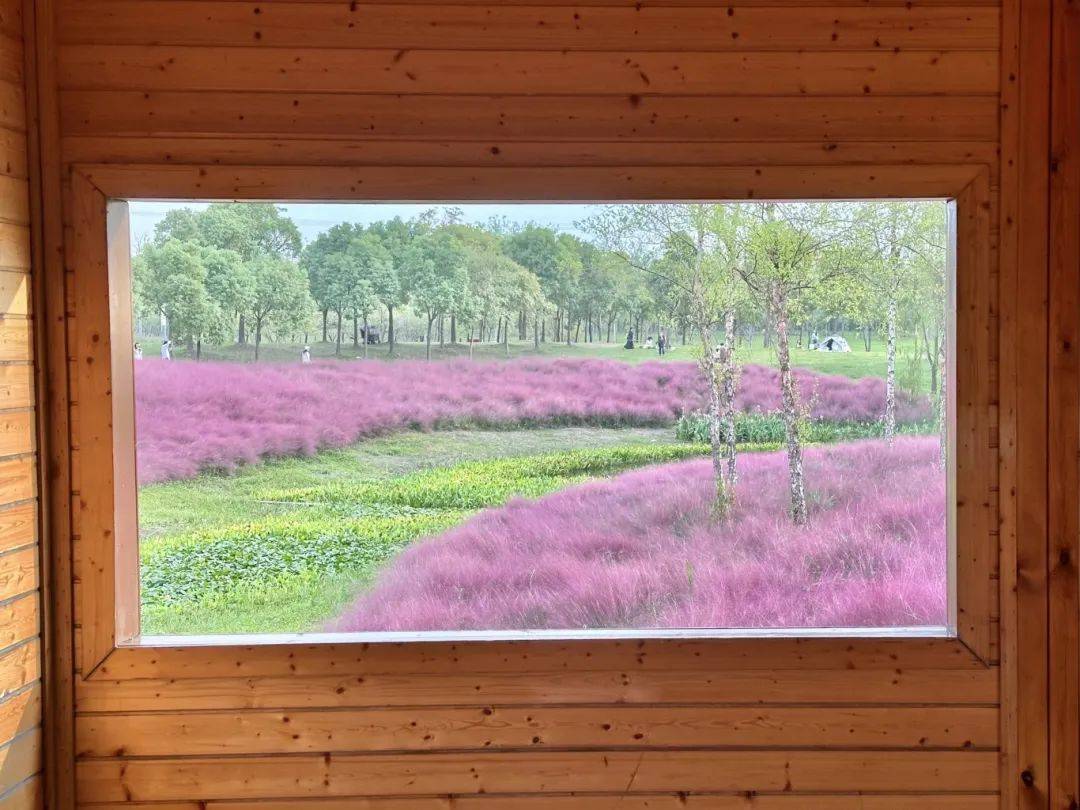 上海秋天爆火的粉色花海！阿勒泰般的美景免费打卡→