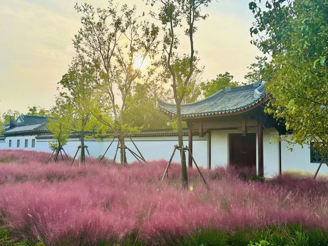 上海秋天爆火的粉色花海！阿勒泰般的美景免费打卡→