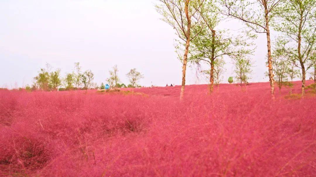 上海秋天爆火的粉色花海！阿勒泰般的美景免费打卡→