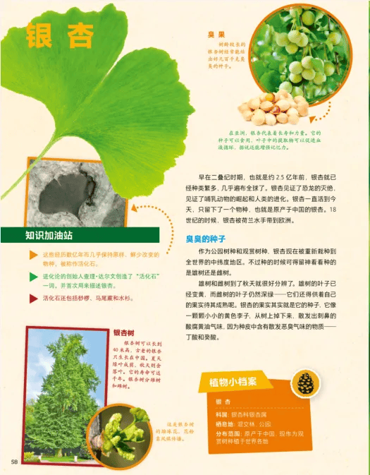 动植物种类名称大全图片