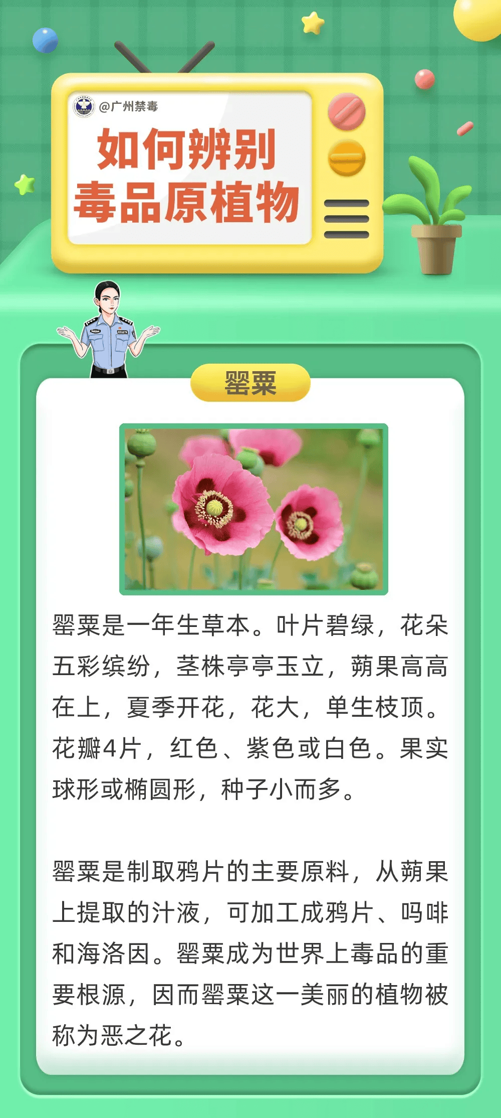 听信民间偏方，夫妻非法种植罂粟酿苦果！(图3)