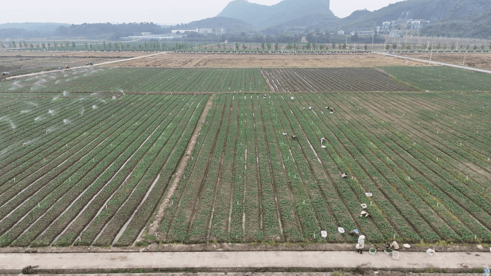 道县：首批秋冬播蔬菜开始采收上市(图3)