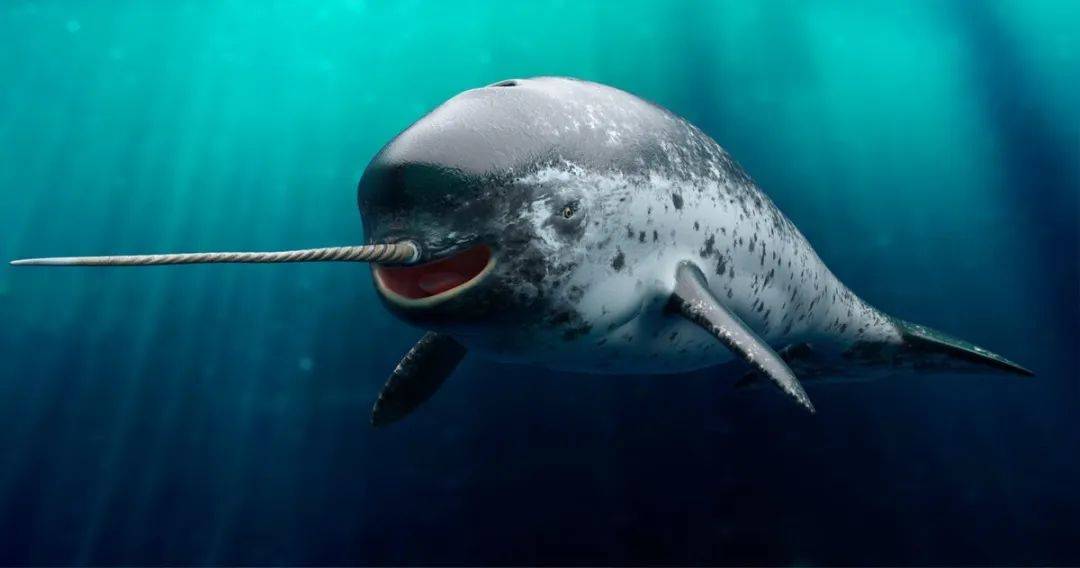 海洋“独角兽”，牙齿比黄金还贵，据说一颗能抵一座城_一角_生活_北极
