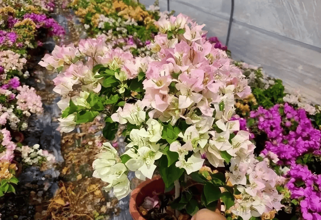 6种勤花三角梅,新手也能养爆花,现在养一盆,来年开满枝头