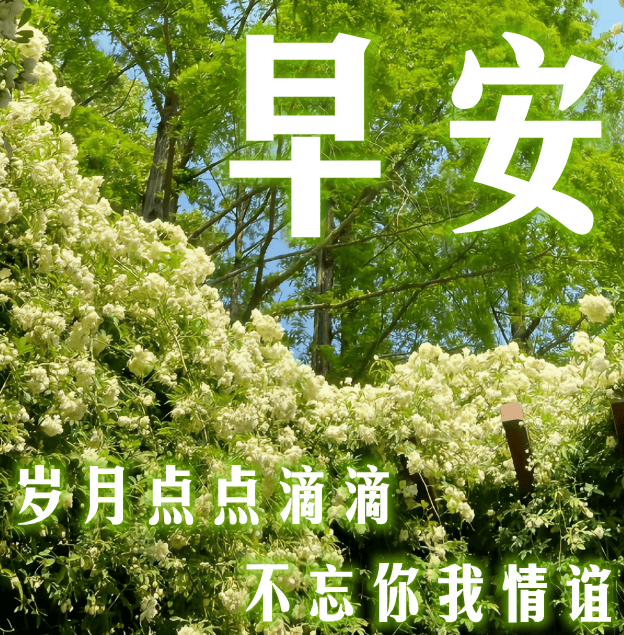 10月18日最漂亮早上好动态表情图片大全,早晨好动图美图大全