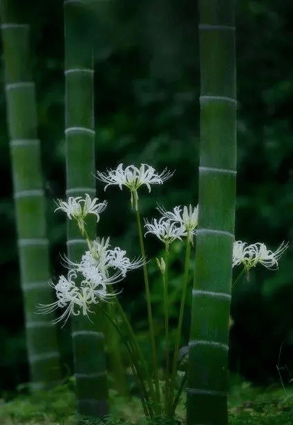 中国十大吉祥植物