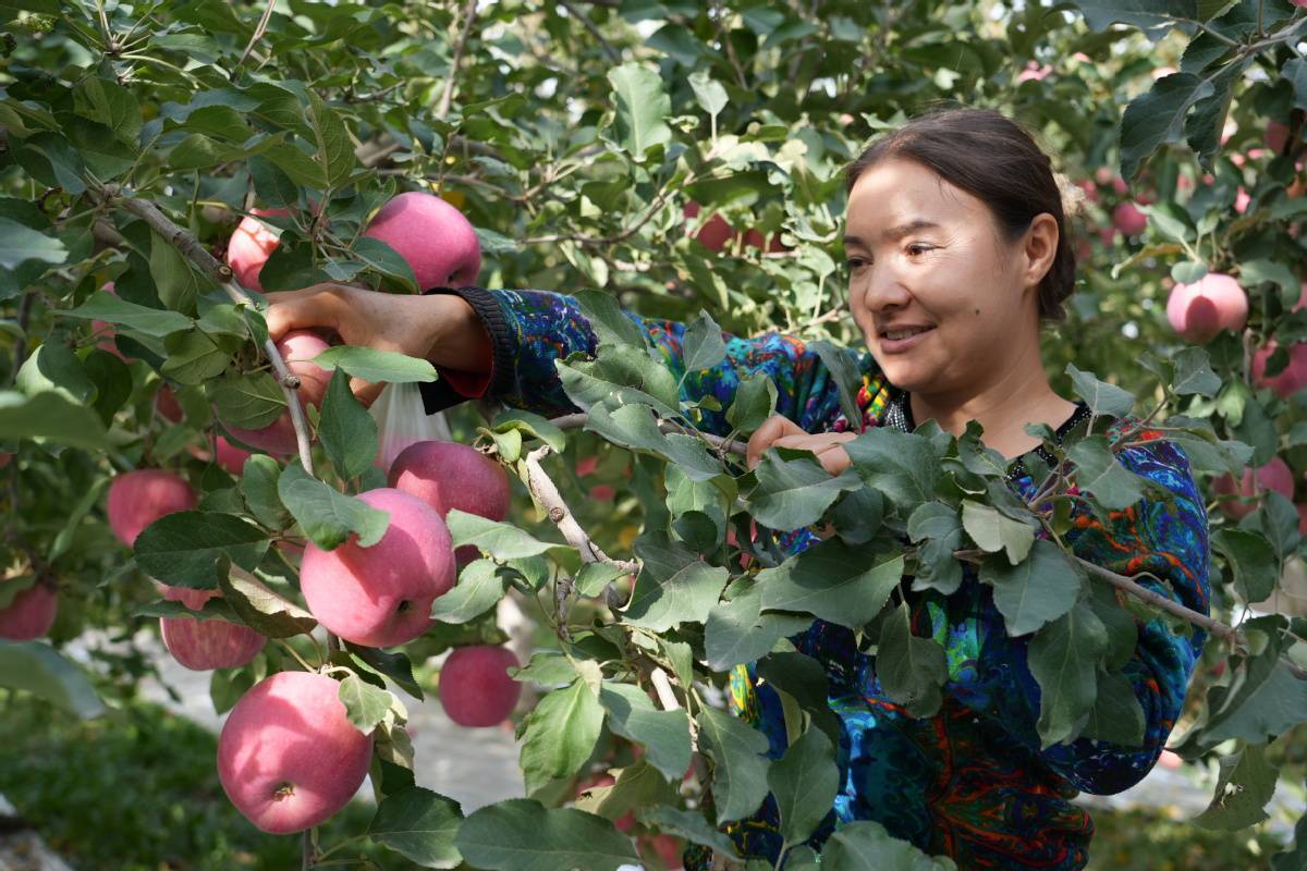 新疆阿克苏市:苹果采摘销售忙 硕果盈枝喜增收