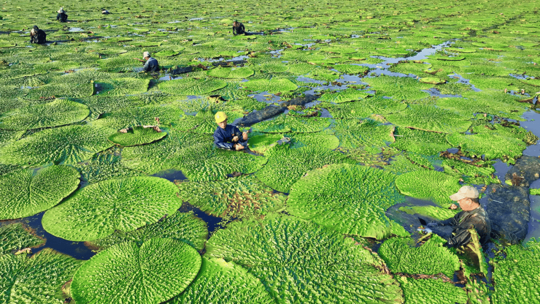 全市首个!宝应芡实通过