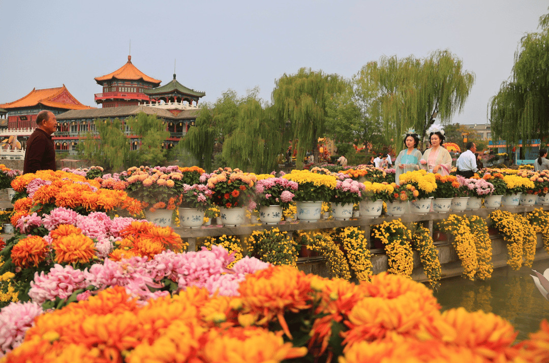 开封菊花花会图片