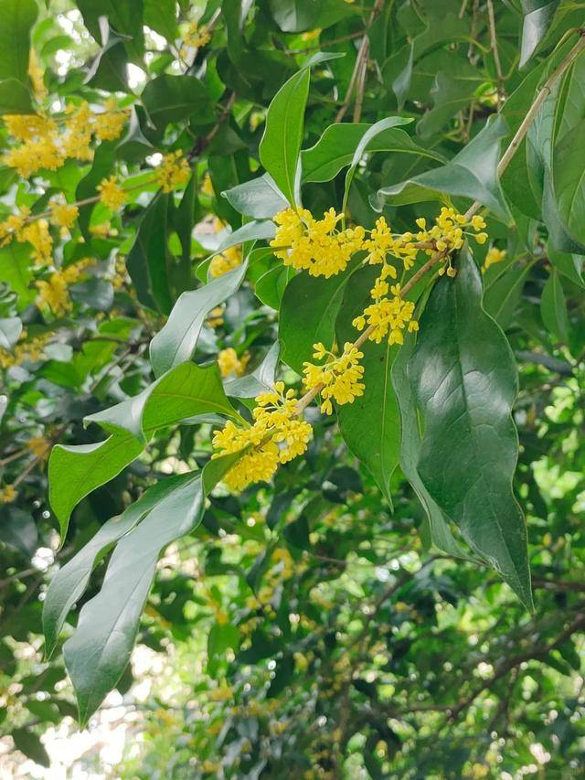 高山野生桂花树图片