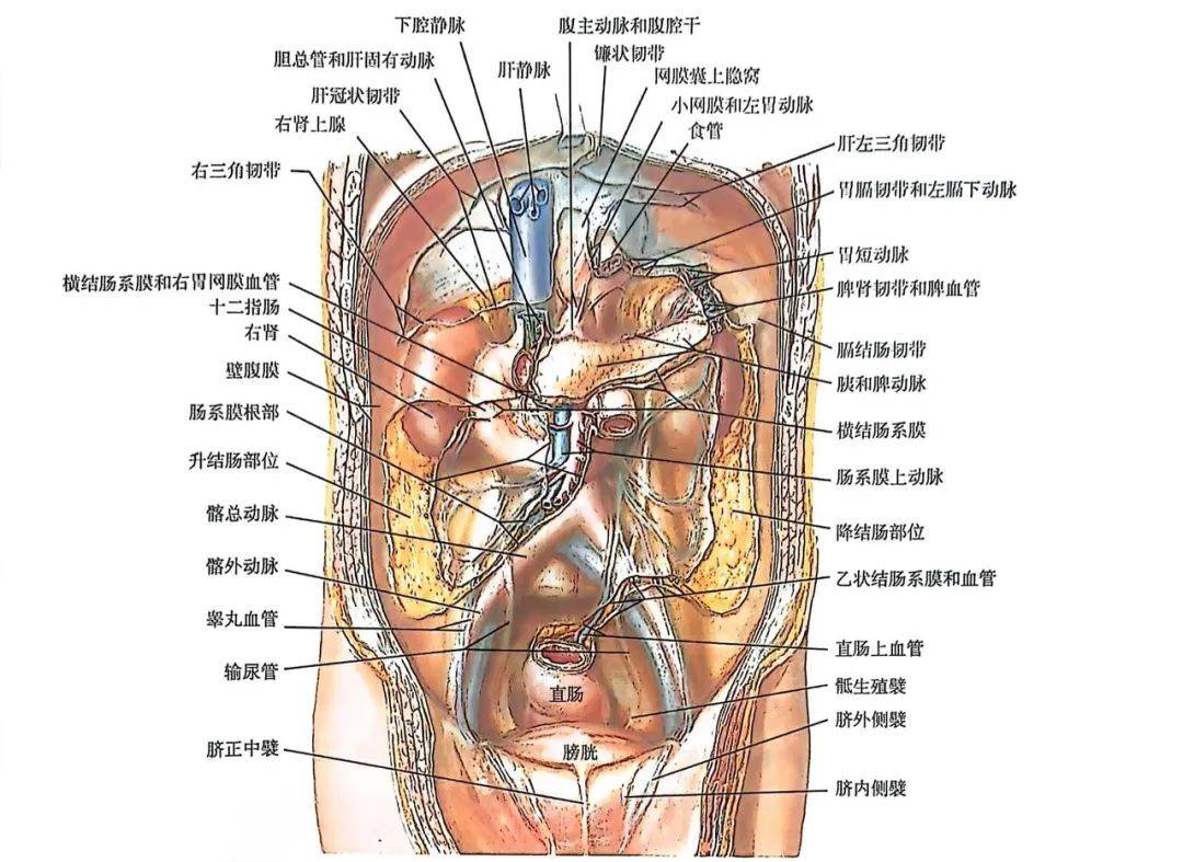 胰腺毗邻器官位置图图片