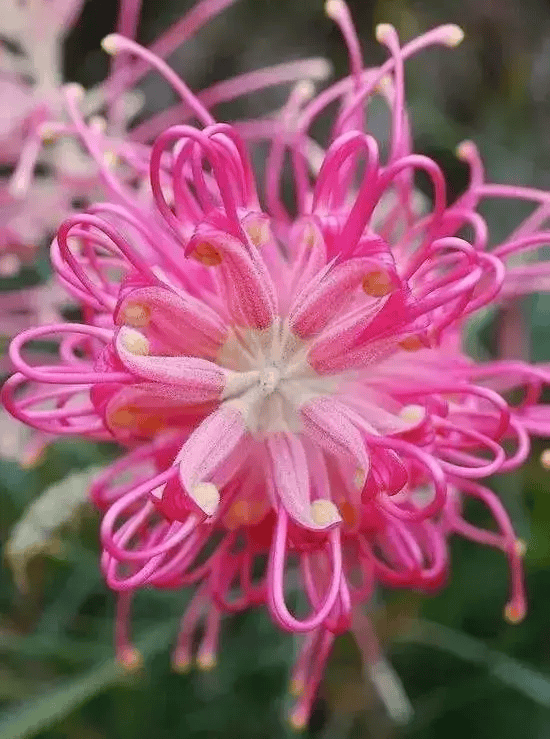 仙灵芝菊花图片