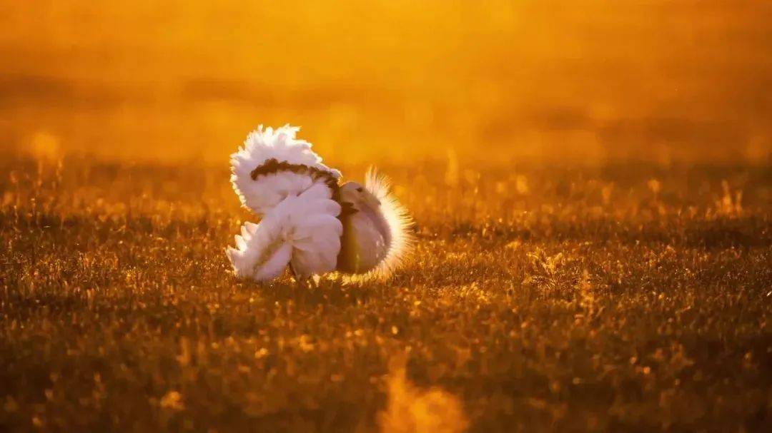 金秋十月,开启一场生态康养之旅吧_明水_西林_养生